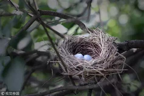 鳥在家築巢風水|【鳥巢在家】野鳥眷顧，築巢家中預告好運臨門！